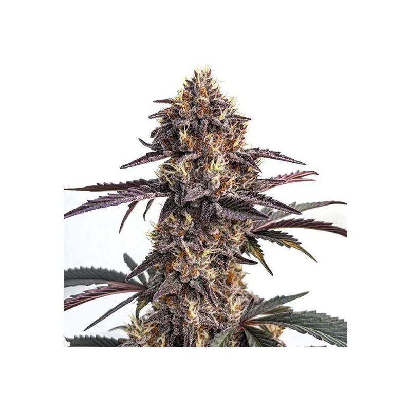 Auto Moonshine Cookies, Фасовка: 3+1